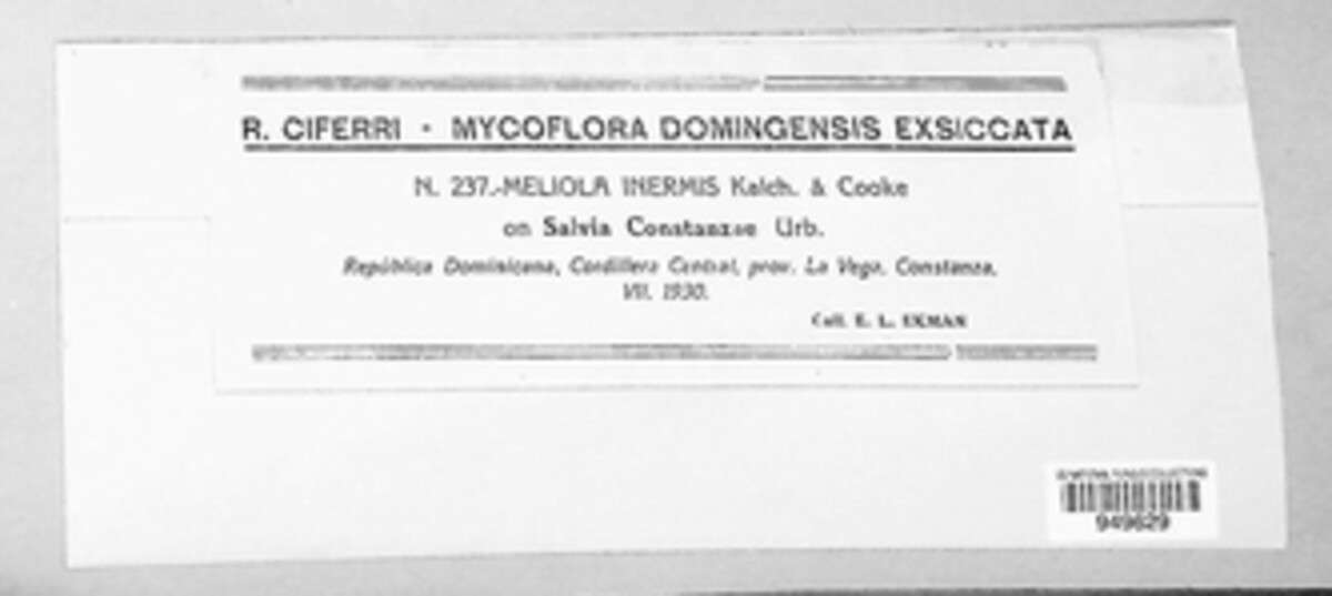 Asteridiella inermis image